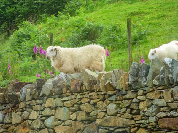 Tyn Llwyn Villa Dolgellau Dış mekan fotoğraf